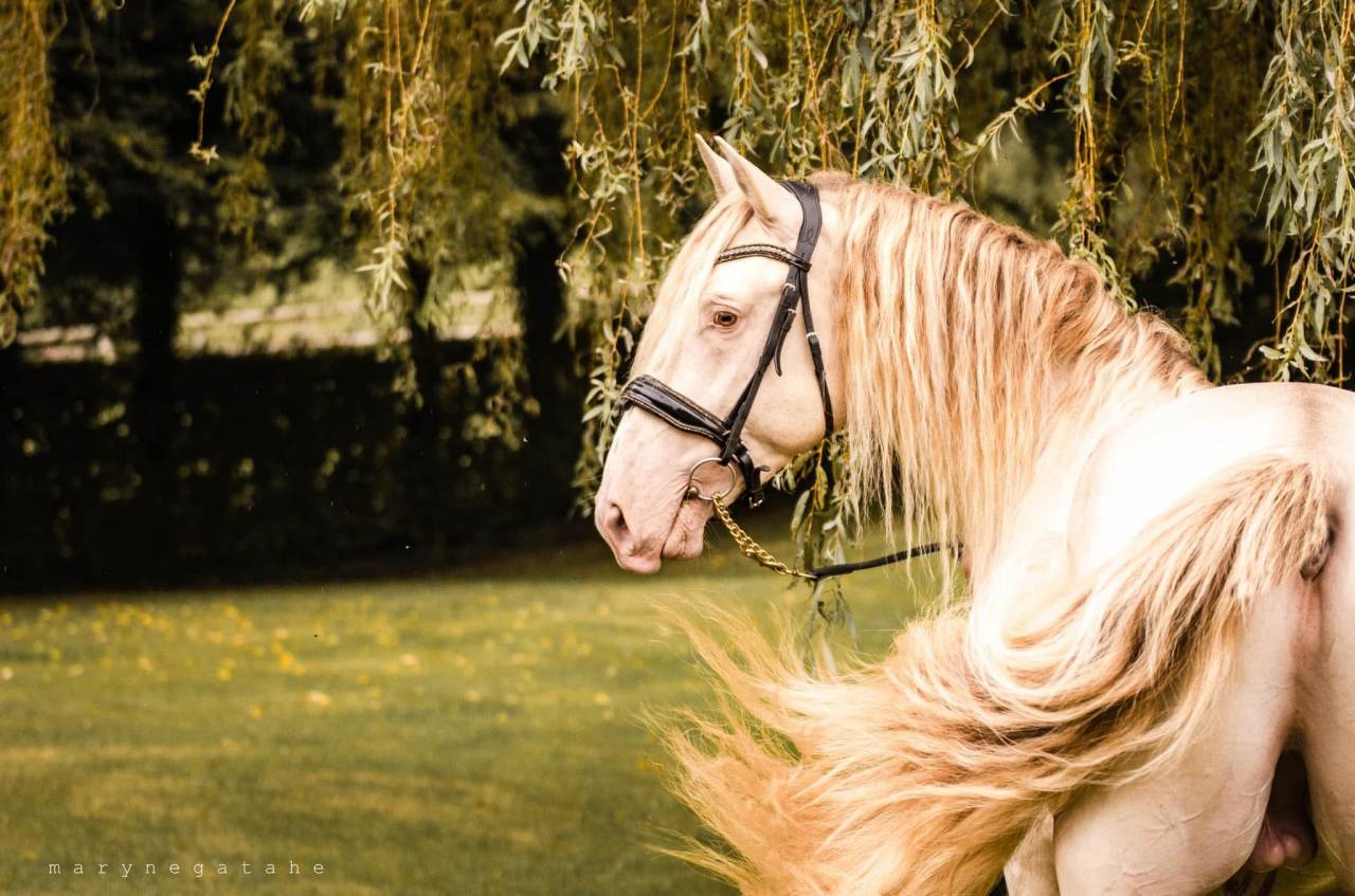 Lucero del sol II - PRE Pura Raza Española 2021 por Tarzano GSA