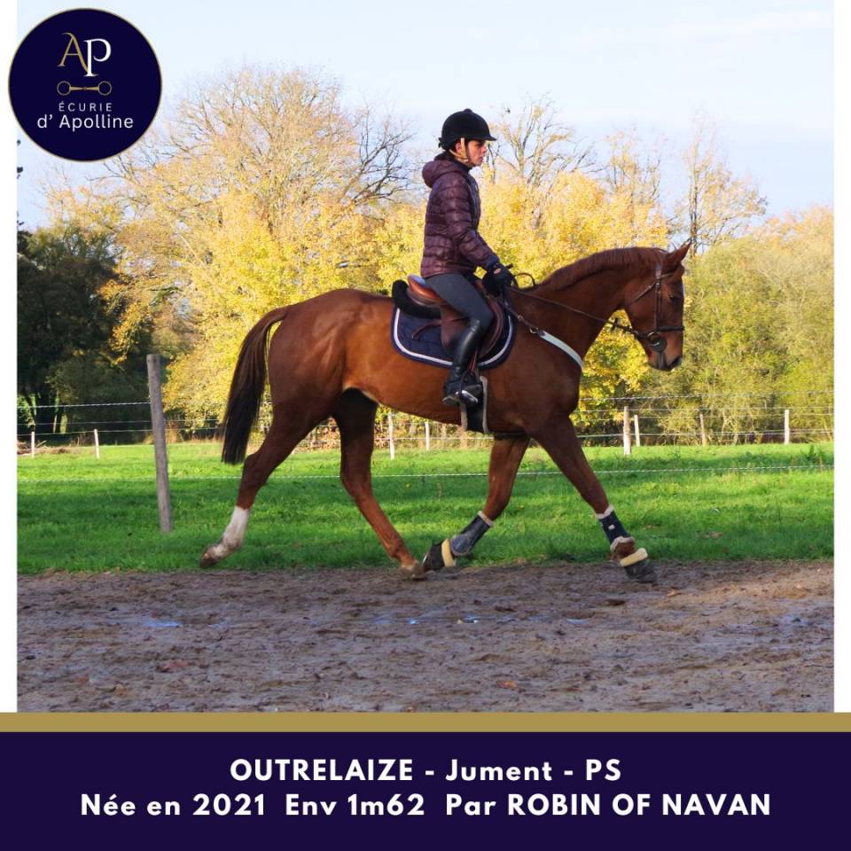 Yegua Pura Sangre En venta 2021 Alazán