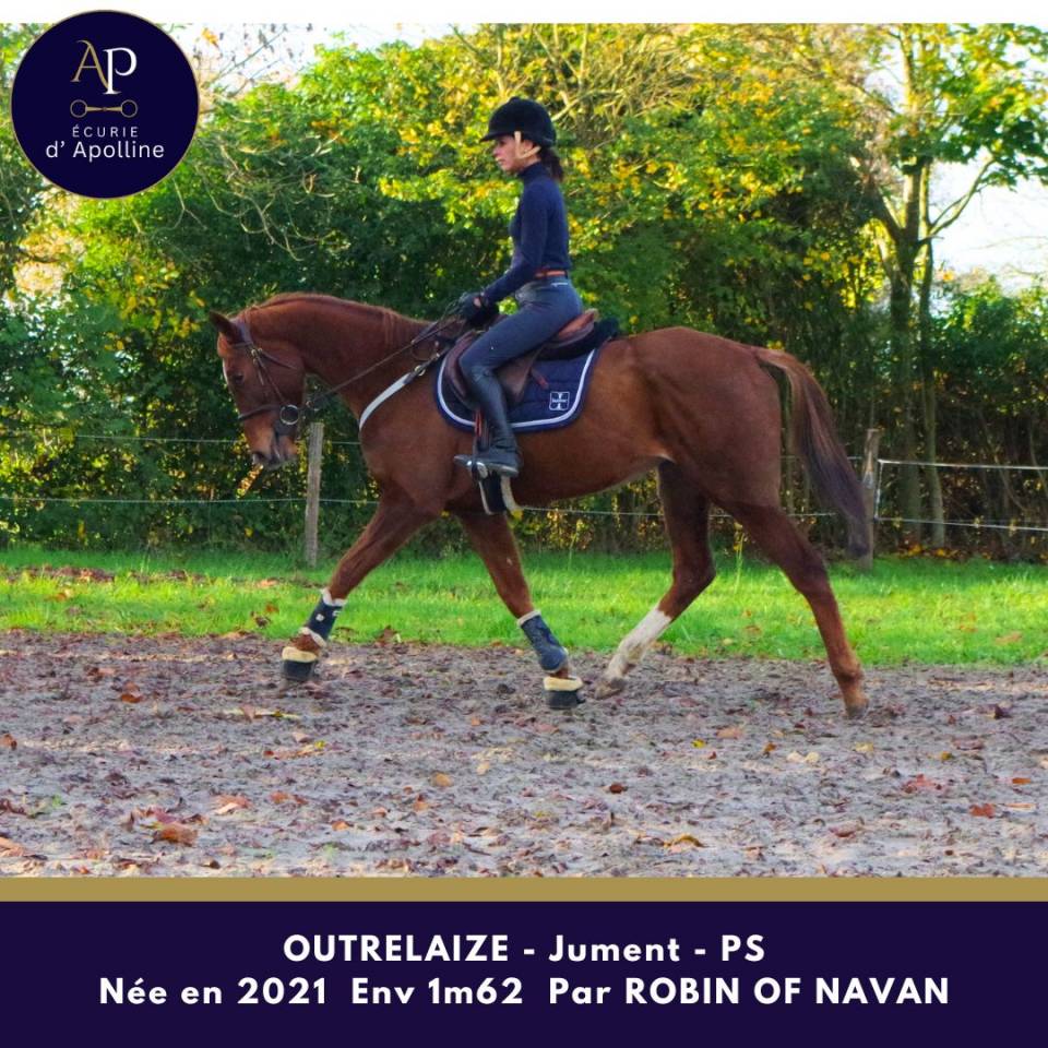 Yegua Pura Sangre En venta 2021 Alazán