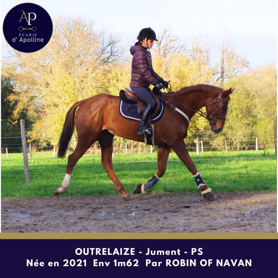 Yegua Pura Sangre En venta 2021 Alazán