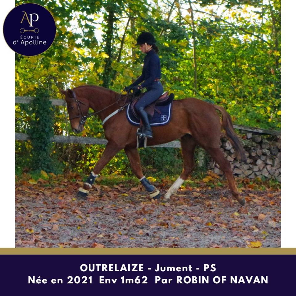 Yegua Pura Sangre En venta 2021 Alazán