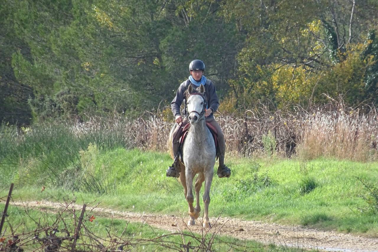Caballo castrado Pura Sangre Arabe En venta 2019 Tordo por MOMALE