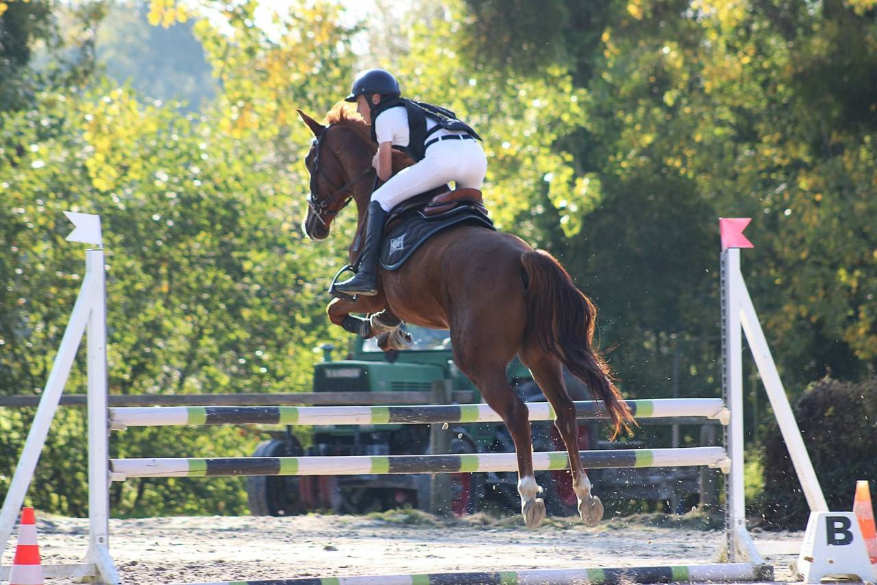 Caballo castrado Silla Francés En venta 2020 Alazán