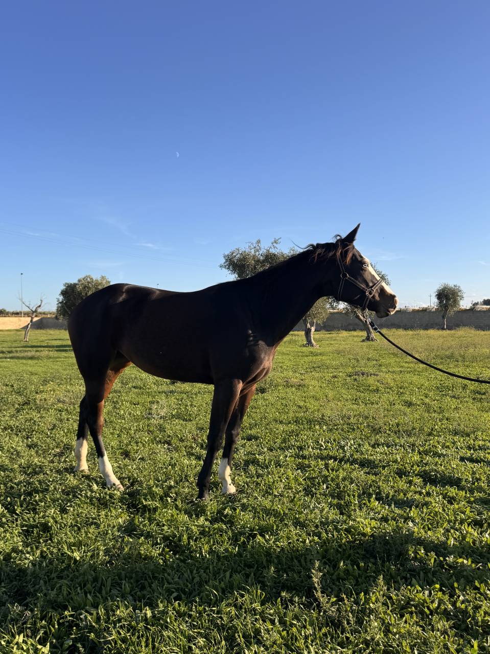Yegua Quarter Horse En venta 2021 Bayo moreno por COLONELS SHINING GUN