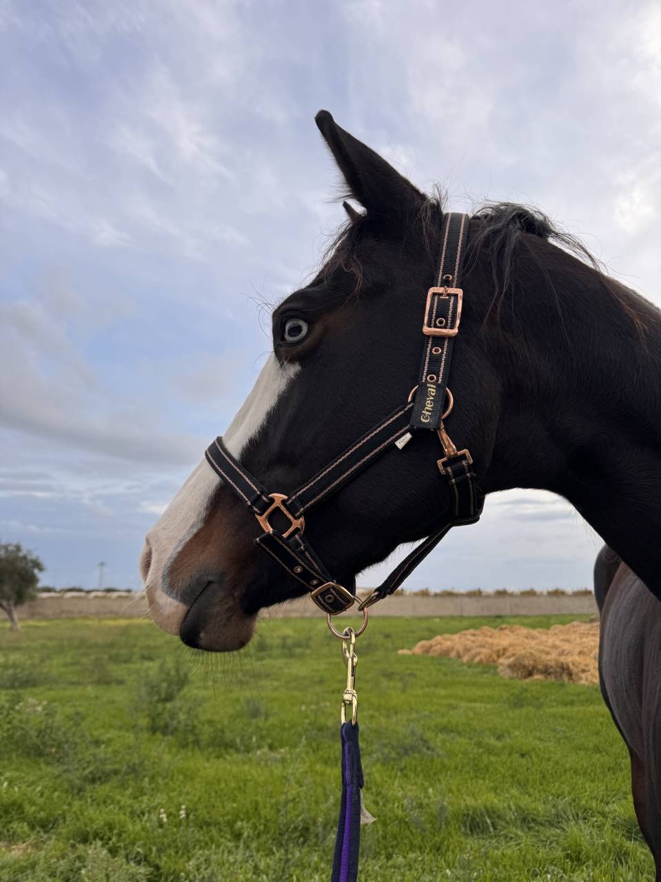 Yegua Quarter Horse En venta 2021 Bayo moreno por COLONELS SHINING GUN