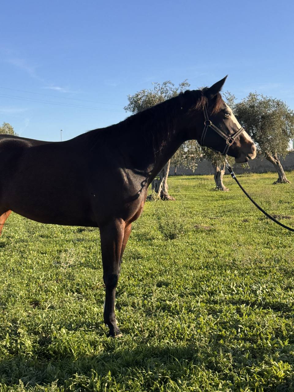 Yegua Quarter Horse En venta 2021 Bayo moreno por COLONELS SHINING GUN