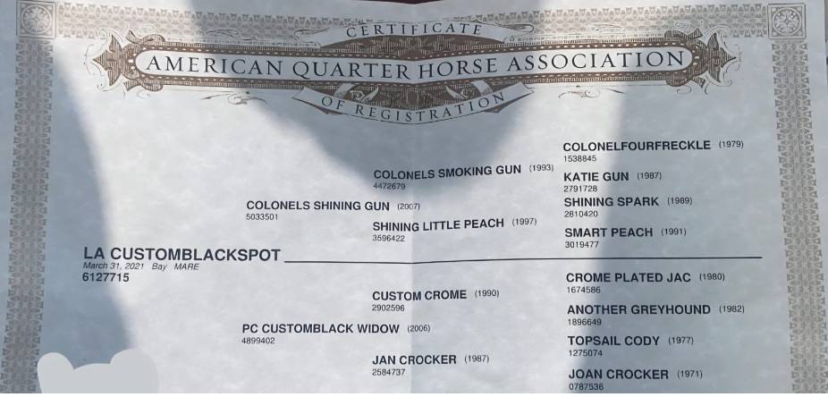 Yegua Quarter Horse En venta 2021 Bayo moreno por COLONELS SHINING GUN