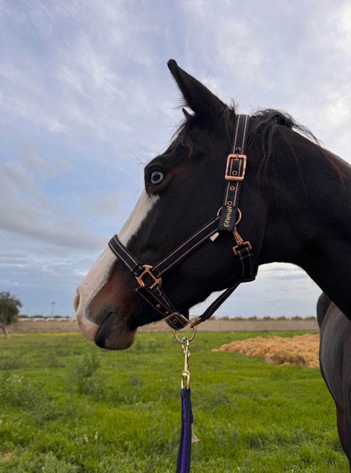 Yegua Quarter Horse En venta 2021 Bayo moreno por COLONELS SHINING GUN