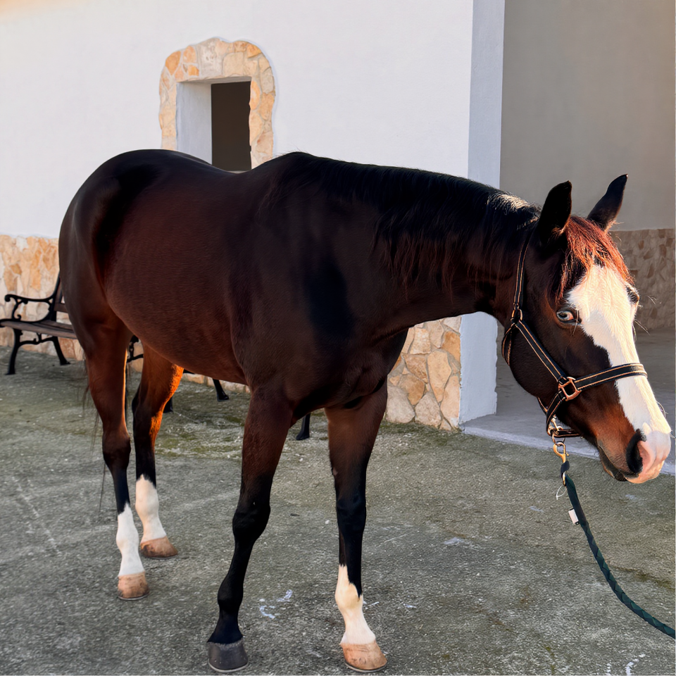 Yegua Quarter Horse En venta 2021 Bayo moreno por COLONELS SHINING GUN