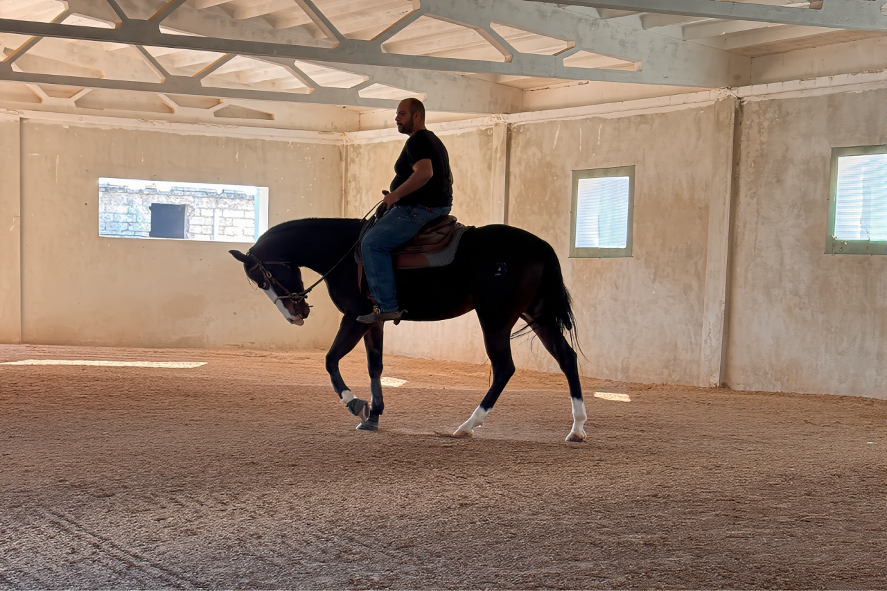 Yegua Quarter Horse En venta 2021 Bayo moreno por COLONELS SHINING GUN