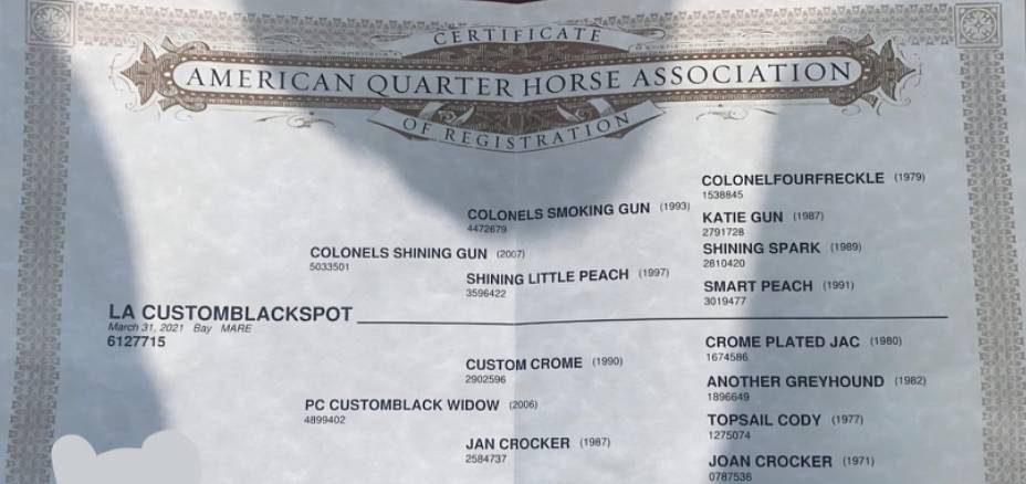 Yegua Quarter Horse En venta 2021 Bayo moreno por COLONELS SHINING GUN