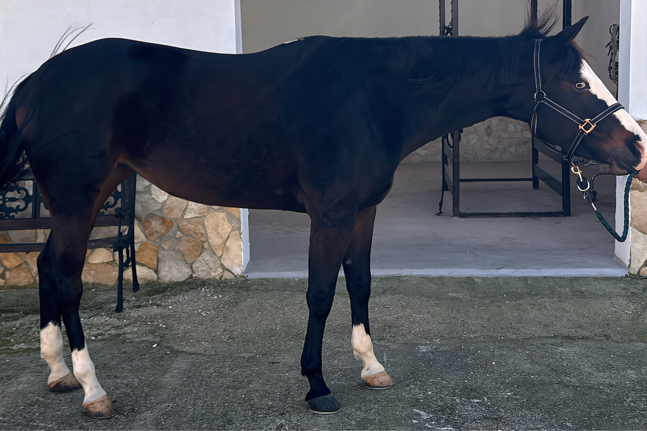 Yegua Quarter Horse En venta 2021 Bayo moreno por COLONELS SHINING GUN