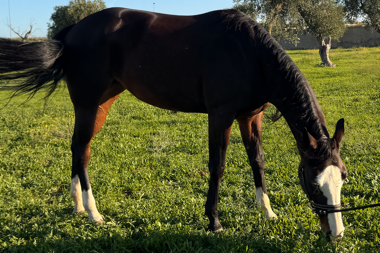 Yegua Quarter Horse En venta 2021 Bayo moreno por COLONELS SHINING GUN