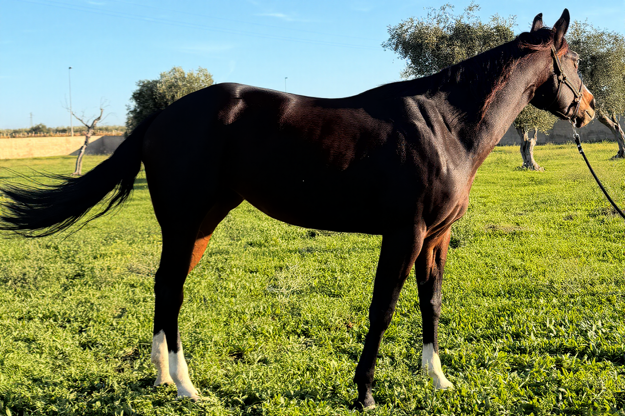 Yegua Quarter Horse En venta 2021 Bayo moreno por COLONELS SHINING GUN