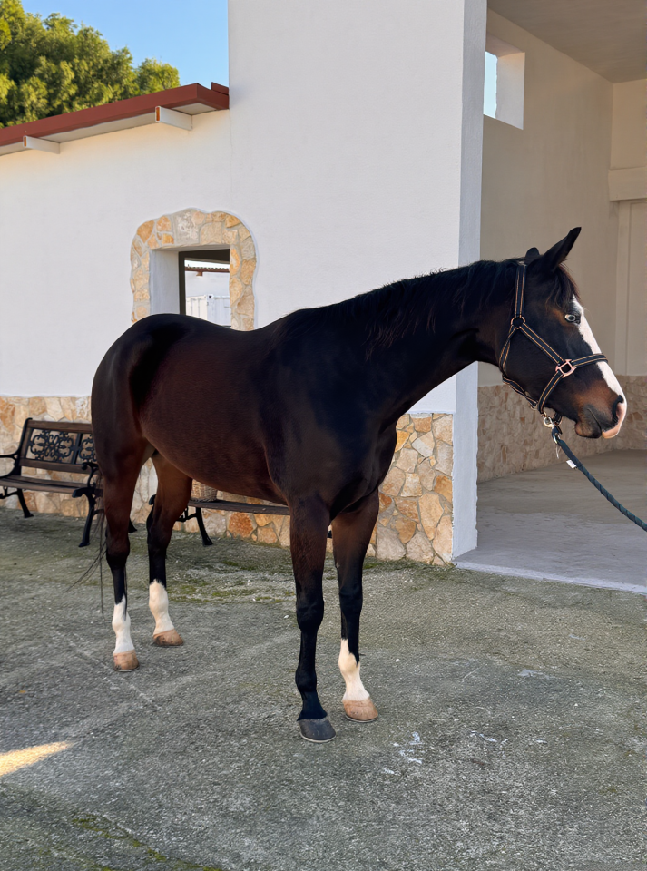 Yegua Quarter Horse En venta 2021 Bayo moreno por COLONELS SHINING GUN
