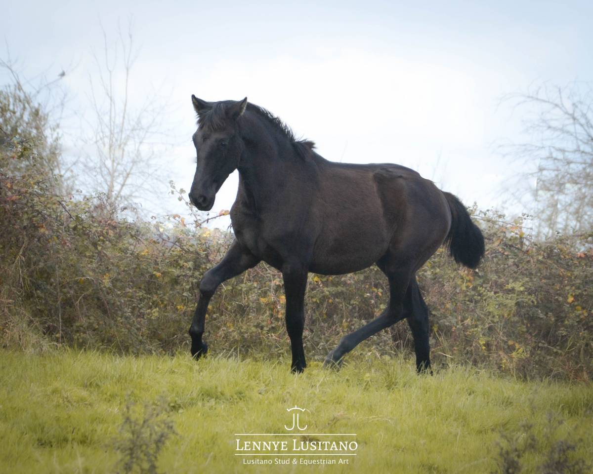 Potro Lusitano En venta 2024 Negro por Ilusionista OC