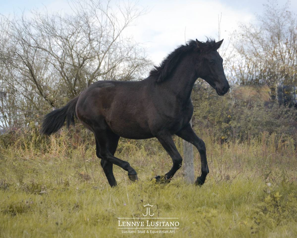 Potro Lusitano En venta 2024 Negro por Ilusionista OC