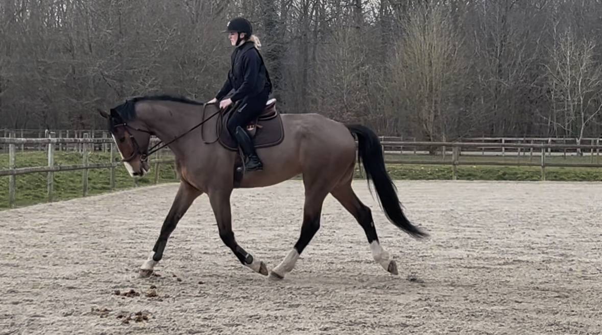 Caballo castrado Silla Francés En venta 2018 Bayo por Jo de la Barde