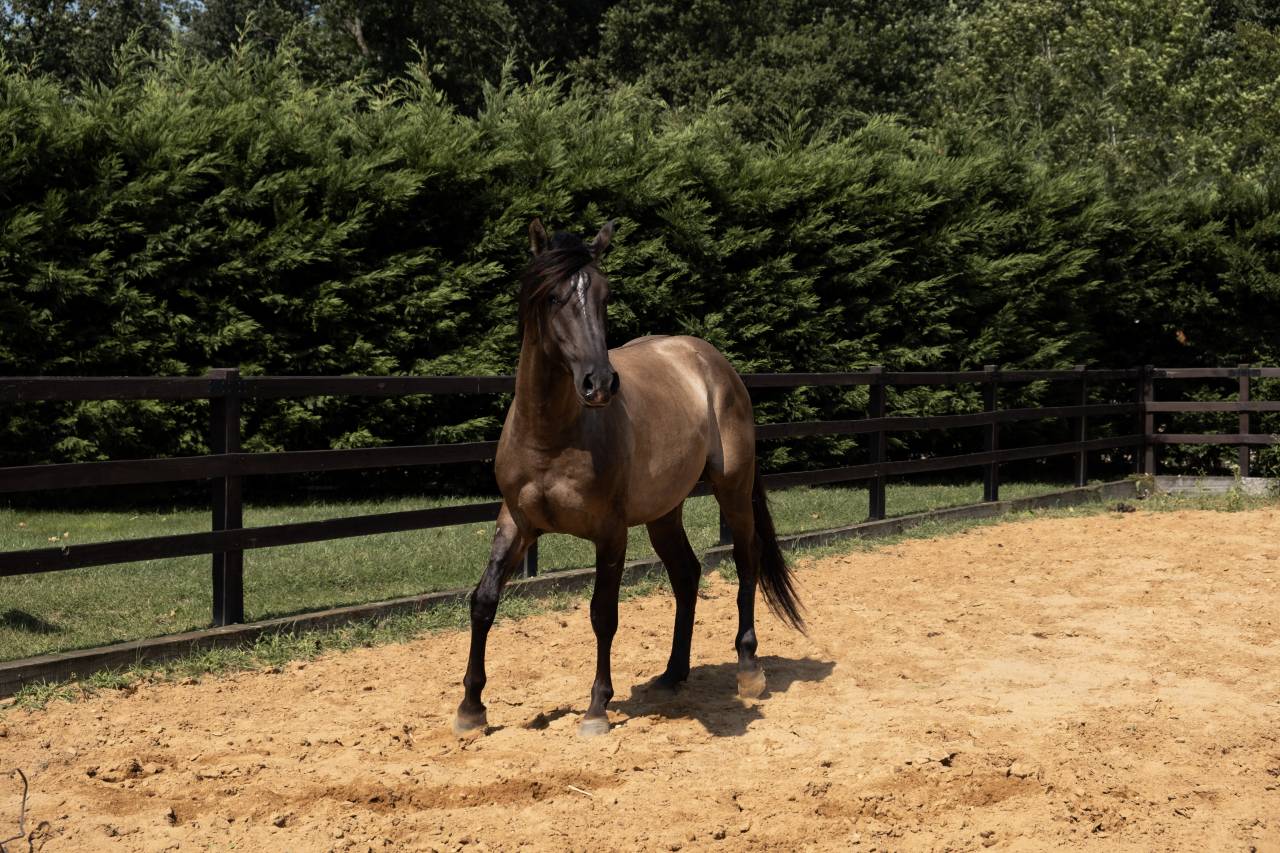 Lyowen Kal Kansas - Azteca 2021 por KANSAS LEO BRENNS