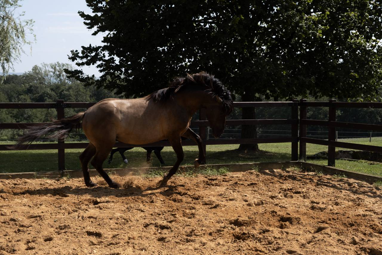 Lyowen Kal Kansas - Azteca 2021 por KANSAS LEO BRENNS