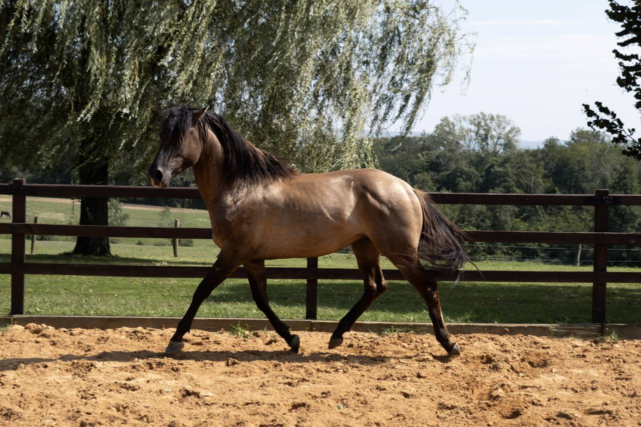 Lyowen Kal Kansas - Azteca 2021 por KANSAS LEO BRENNS