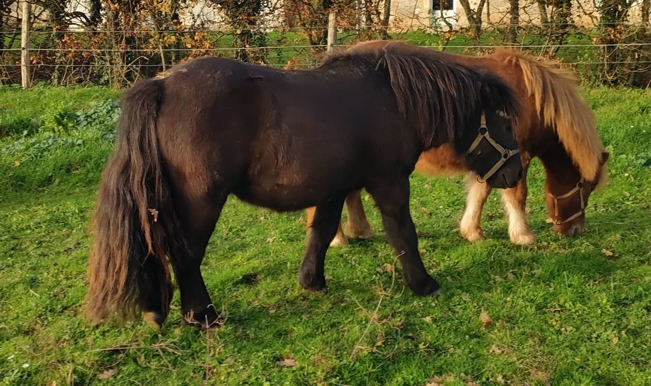 Caballo entero Shetland En venta 2024 Negro por VICKING COMMANDERIE
