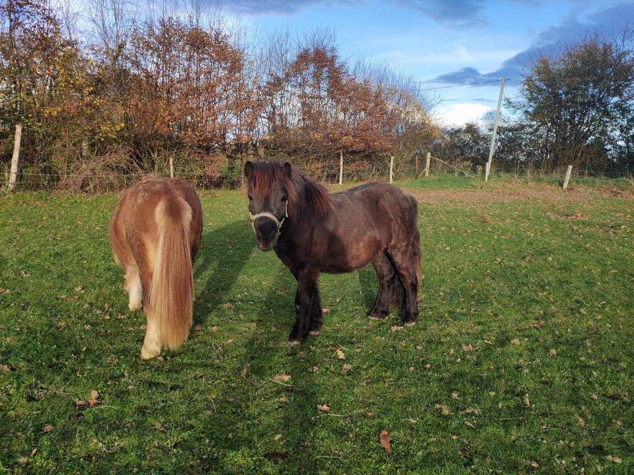 Caballo entero Shetland En venta 2024 Negro por VICKING COMMANDERIE