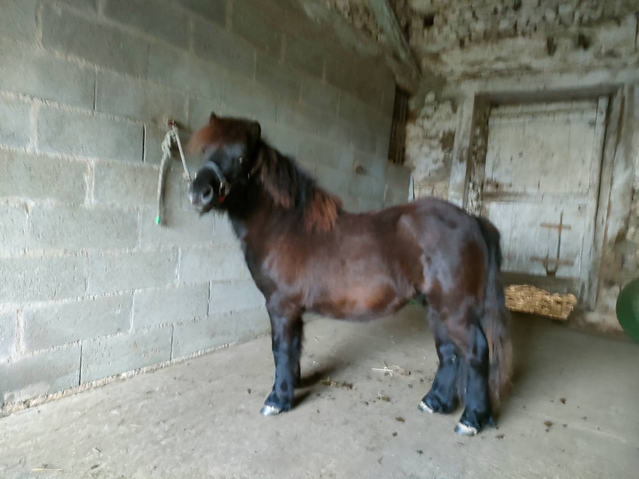 Caballo entero Shetland En venta 2024 Negro por VICKING COMMANDERIE