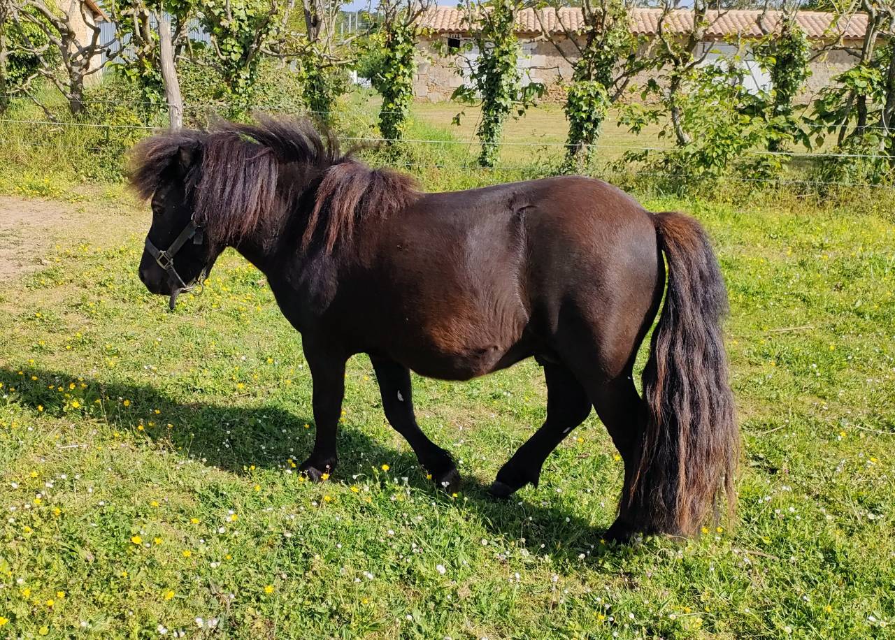 Caballo entero Shetland En venta 2024 Negro por VICKING COMMANDERIE
