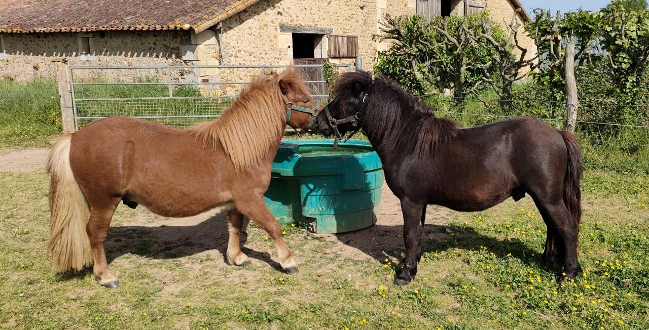 Caballo entero Shetland En venta 2024 Negro por VICKING COMMANDERIE