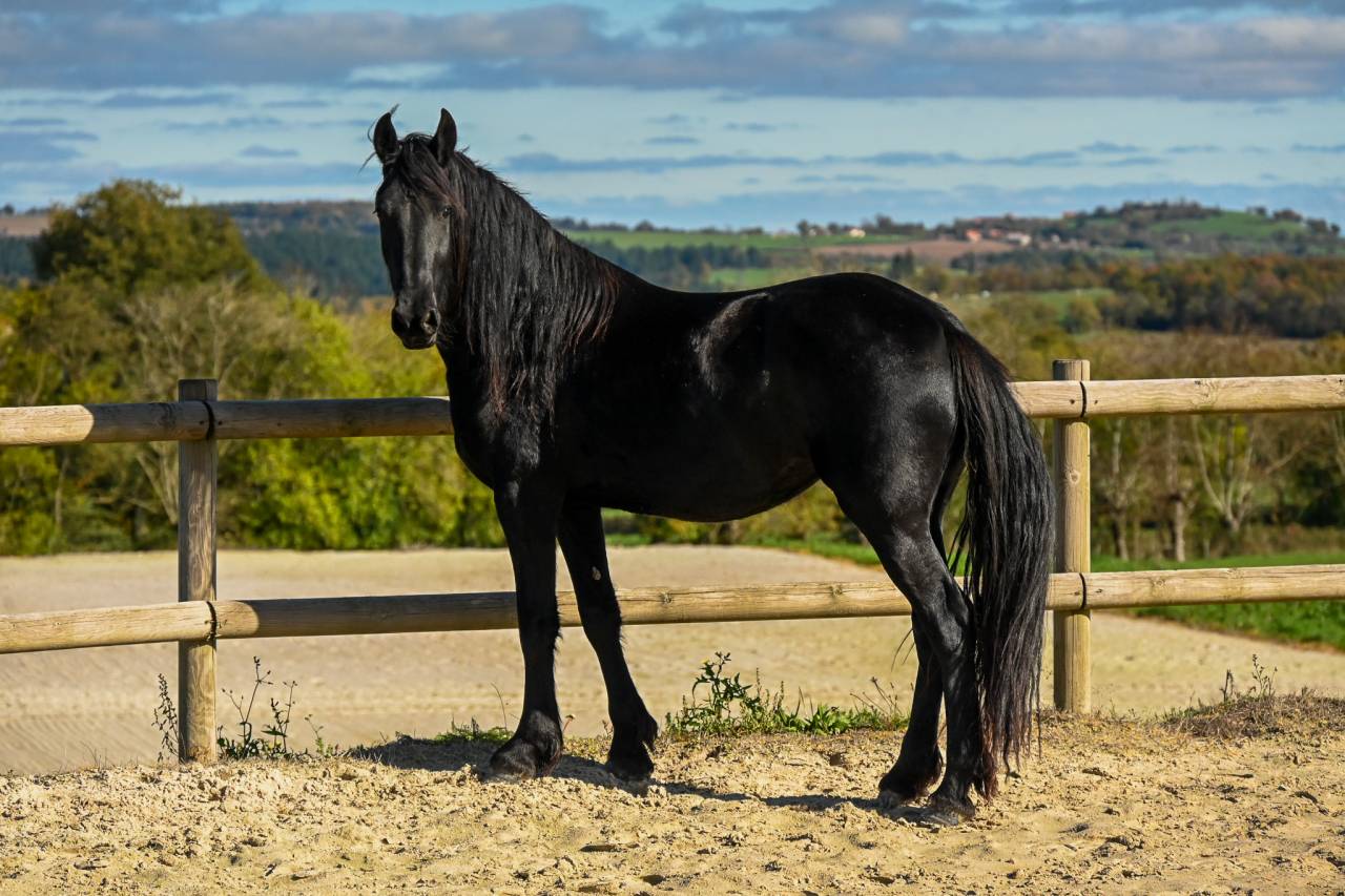 Yegua Frisón En venta 2022 Negro