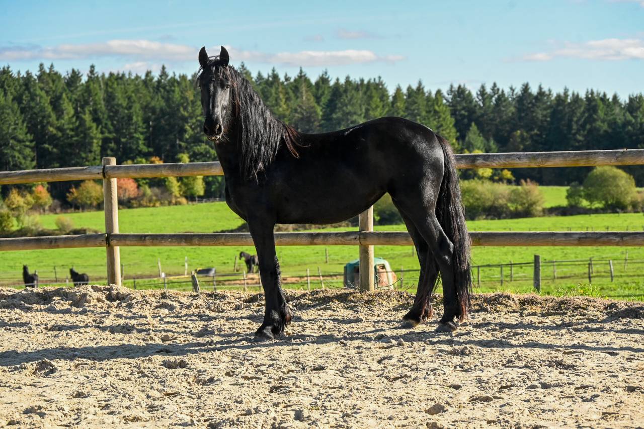 Yegua Frisón En venta 2022 Negro