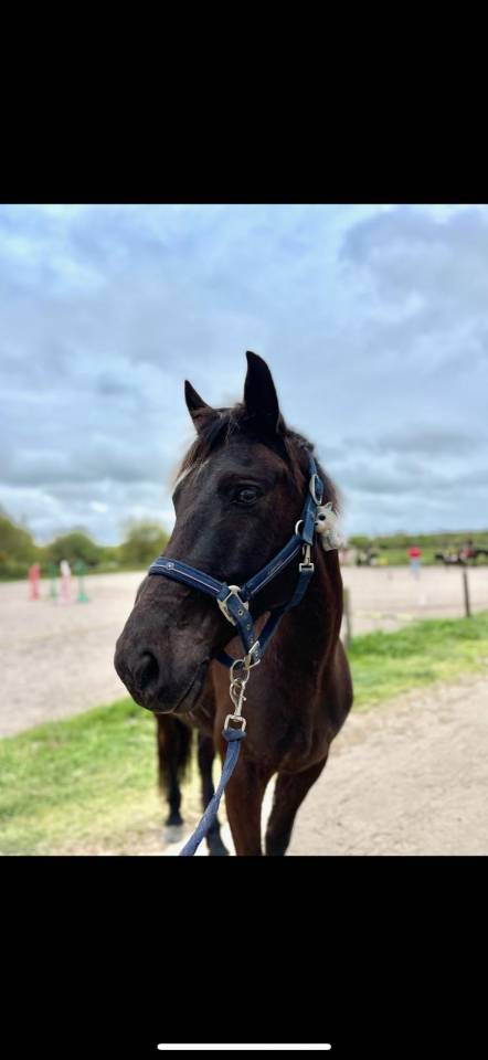 Caballo castrado Origen No Constatado En venta 2015 Bayo moreno