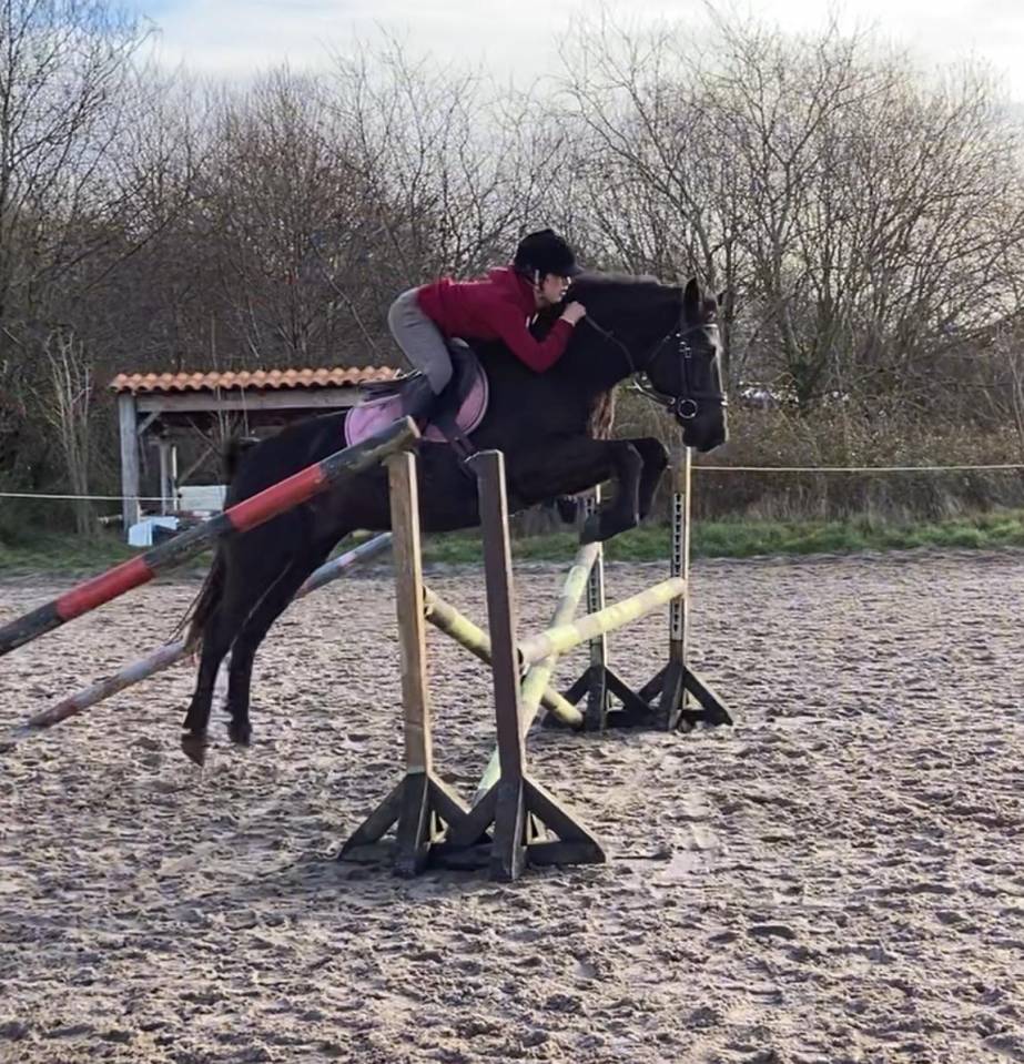 Caballo castrado Origen No Constatado En venta 2015 Bayo moreno