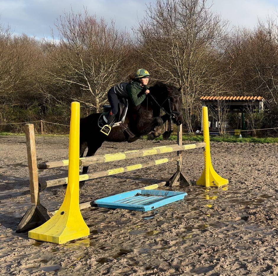 Caballo castrado Origen No Constatado En venta 2015 Bayo moreno