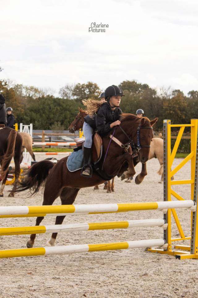 Caballo castrado Origen No Constatado En venta 2020 Alazán tostado