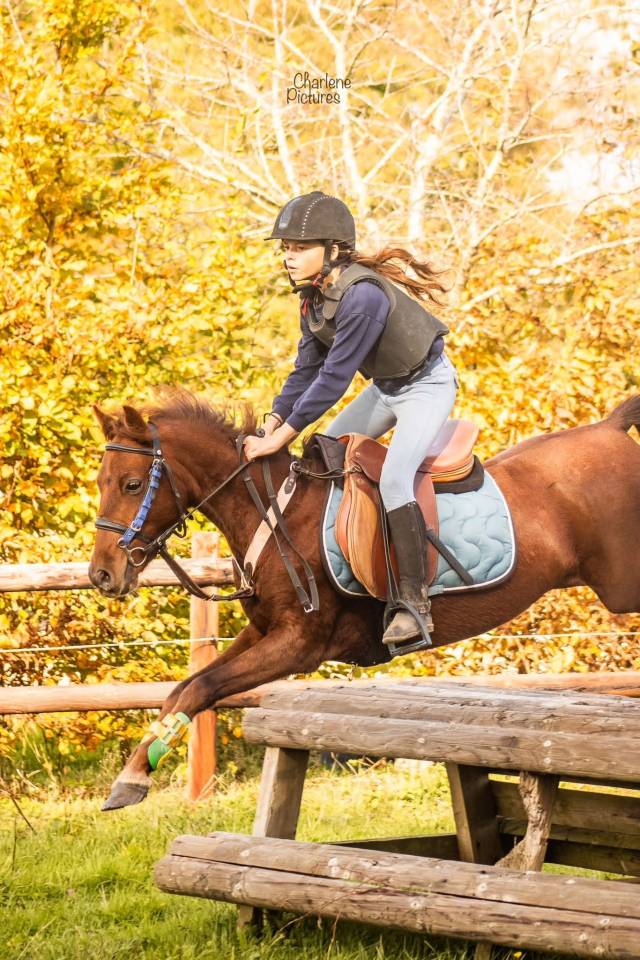 Caballo castrado Origen No Constatado En venta 2020 Alazán tostado