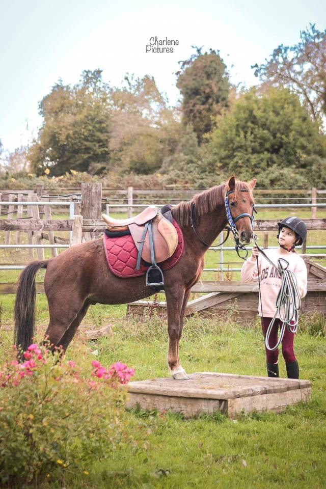 Caballo castrado Origen No Constatado En venta 2020 Alazán tostado