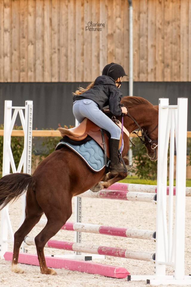 Caballo castrado Origen No Constatado En venta 2020 Alazán tostado