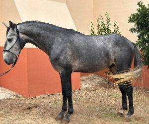 Caballo entero Lusitano En venta 2022 Tordo