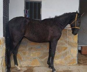 Caballo entero PRE Pura Raza Española En venta 2024 Negro