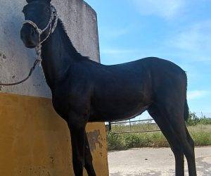 Caballo entero PRE Pura Raza Española En venta 2024 Negro