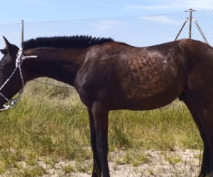 Caballo entero PRE Pura Raza Española En venta 2024 Negro