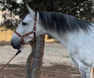 Caballo castrado PRE Pura Raza Española En venta 2019 Tordo