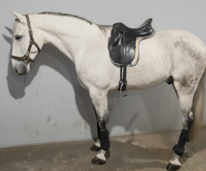 Caballo castrado PRE Pura Raza Española En venta 2019 Tordo