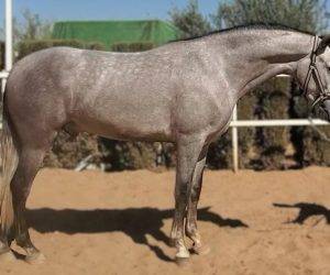 Caballo castrado PRE Pura Raza Española En venta 2022 Tordo