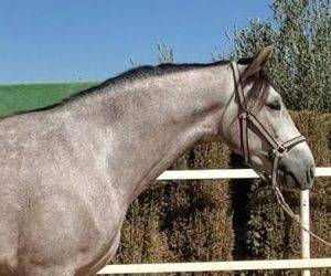 Caballo castrado PRE Pura Raza Española En venta 2022 Tordo