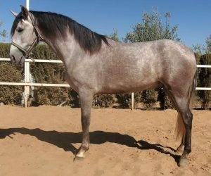 Caballo castrado PRE Pura Raza Española En venta 2022 Tordo
