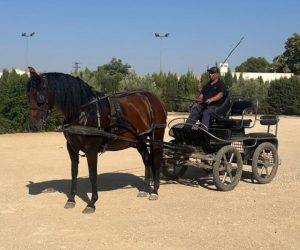 Yegua PRE Pura Raza Española En venta 2019 Bayo