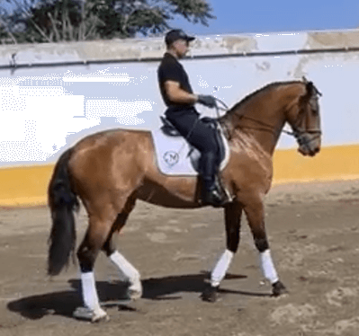 Yegua PRE Pura Raza Española En venta 2017 Bayo